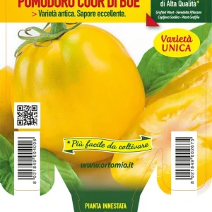 Pomodoro cuore giallo Cuore di Jesi - 1 pianta innestata v.14 cm - Orto Mio
