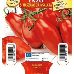 Pomodoro estivo determinato (nano) San Marzano nano Enzo F1 - 1 pianta v.10 cm - Orto Mio