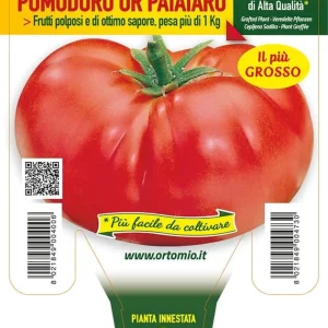 Pomodoro Gigante Or Patataro - 1 pianta innestata v.14 cm - Orto Mio