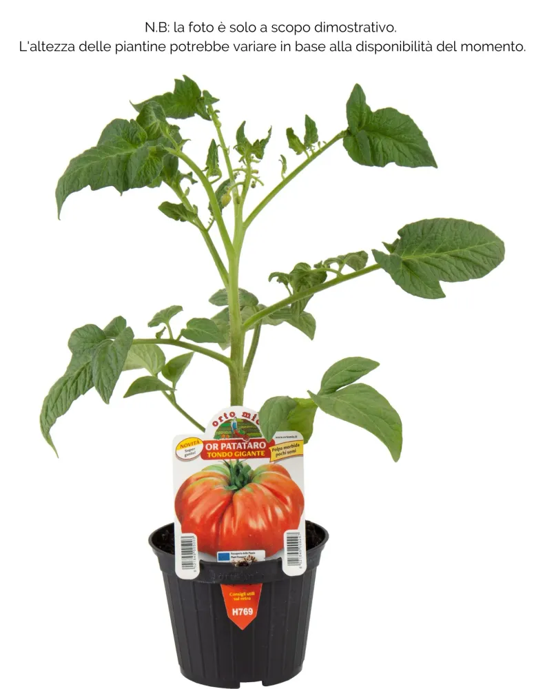 Pomodoro Gigante var. OR Patataro - 1 pianta v.10 cm - Orto Mio