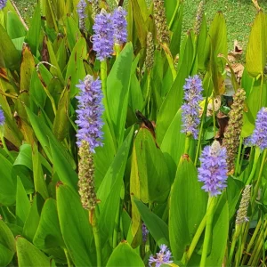 Pontederia cordata – Pianta acquatica con spighe viola per laghetti