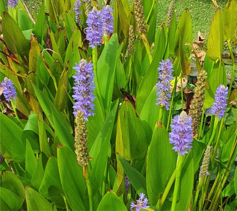 Pontederia cordata – Pianta acquatica con spighe viola per laghetti