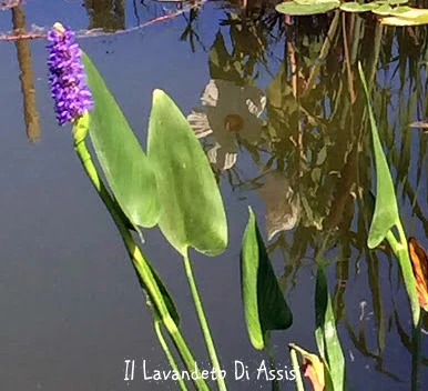Pontederia cordata – Pianta acquatica con spighe viola per laghetti