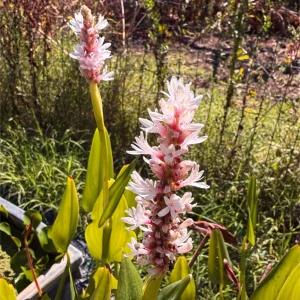 Pontederia cordata rosa – Pianta acquatica perenne con fiori rosa