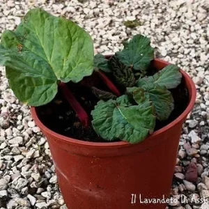 Rabarbaro – Pianta perenne rustica da orto per dolci, marmellate e liquori