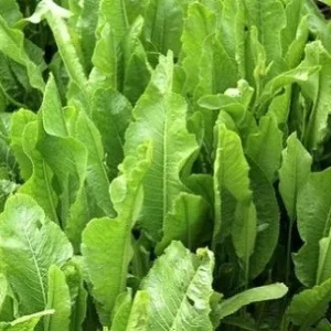 Rafano – Pianta perenne rustica con radice aromatica e piccante