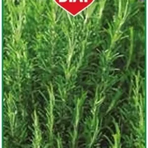 Rosmarino Pianta Aromatica Semi Four