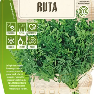 Ruta Aromatica - 1 pianta v.14 - Orto Mio