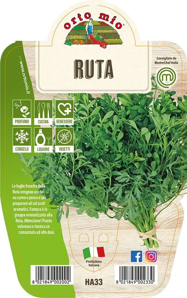 Ruta Aromatica - 1 pianta v.14 - Orto Mio