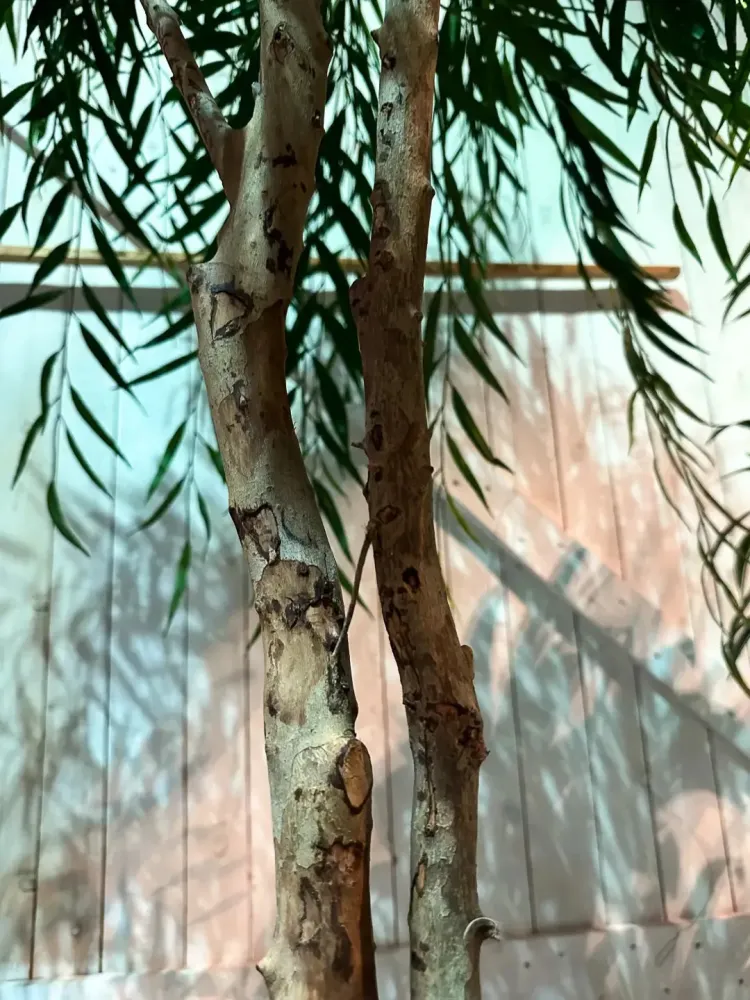 Salice artificiale - Pepe | 240 cm