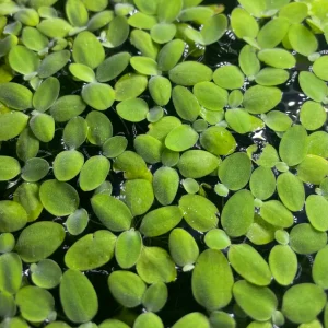 Salvinia Natans pianta galleggiante antialghe