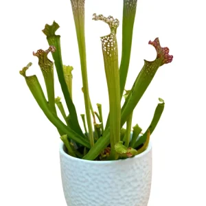 Sarracenia - Pianta Carnivora D.13 H.20 cm