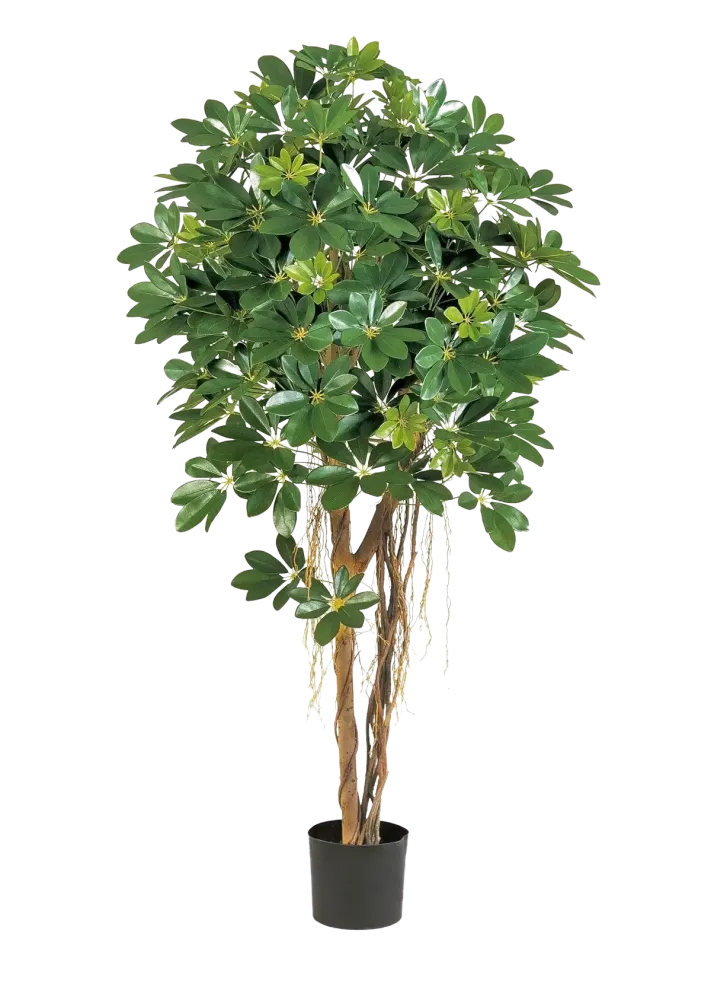 Schefflera artificiale - Olaf | 170 cm