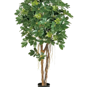 Schefflera artificiale - Olaf | 170 cm