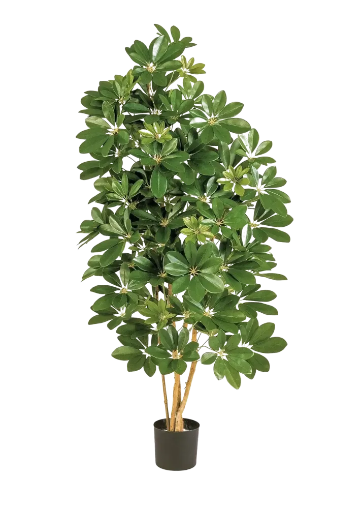 Schefflera artificiale - Omer | 170 cm