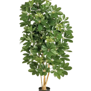Schefflera artificiale - Omer | 170 cm