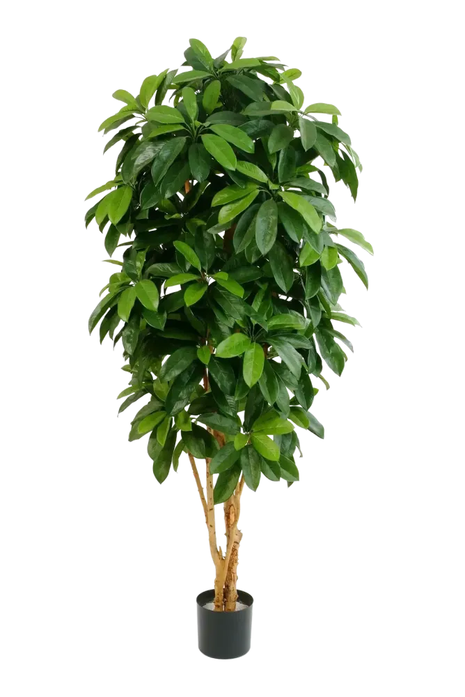 Schefflera artificiale - Ove | 172 cm