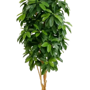 Schefflera artificiale - Ove | 172 cm