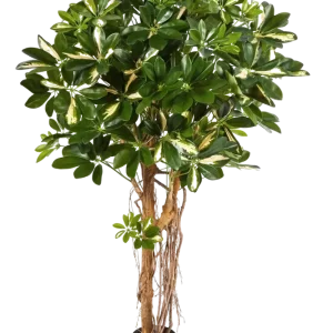 Schefflera artificiale - Owen | 170 cm