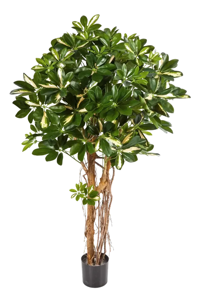 Schefflera artificiale - Owen | 170 cm