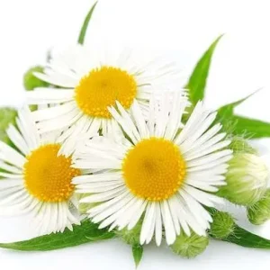 Semi di camomilla pianta aromatica per orto e giardino