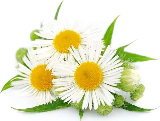 Semi di camomilla pianta aromatica per orto e giardino