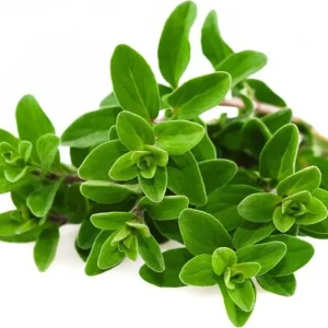 Semi di maggiorana selvatica pianta aromatica per orto e giardino