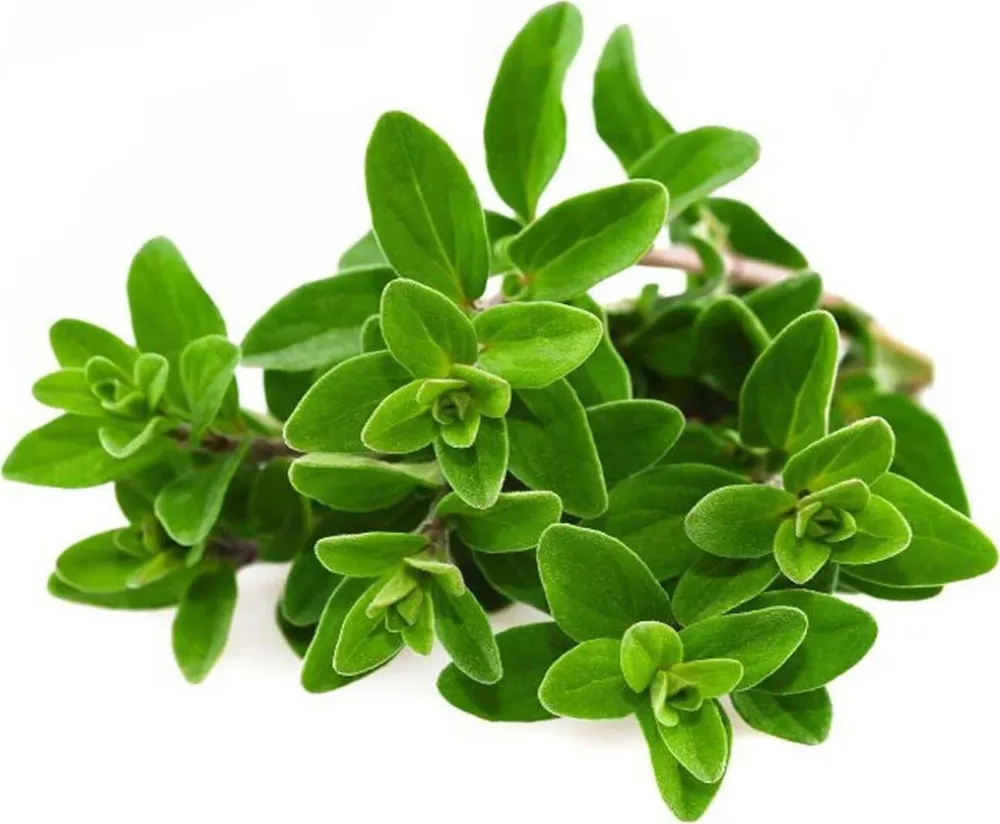 Semi di maggiorana selvatica pianta aromatica per orto e giardino