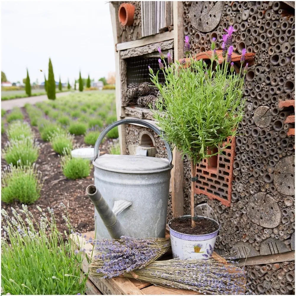 Set di 2 arbusti di lavanda Anouk® - d15 cm - pianta da esterno