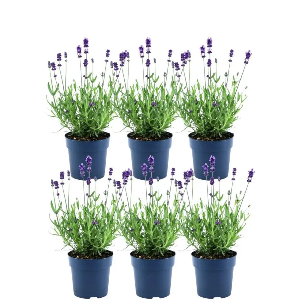 Set di 6 vasi di lavanda Anouk® - d12 cm - pianta da esterno