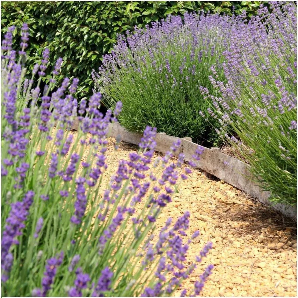 Set di 6 vasi di lavanda Anouk® - d12 cm - pianta da esterno