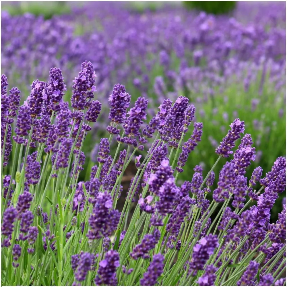 Set di 6 vasi di lavanda Anouk® - d12 cm - pianta da esterno