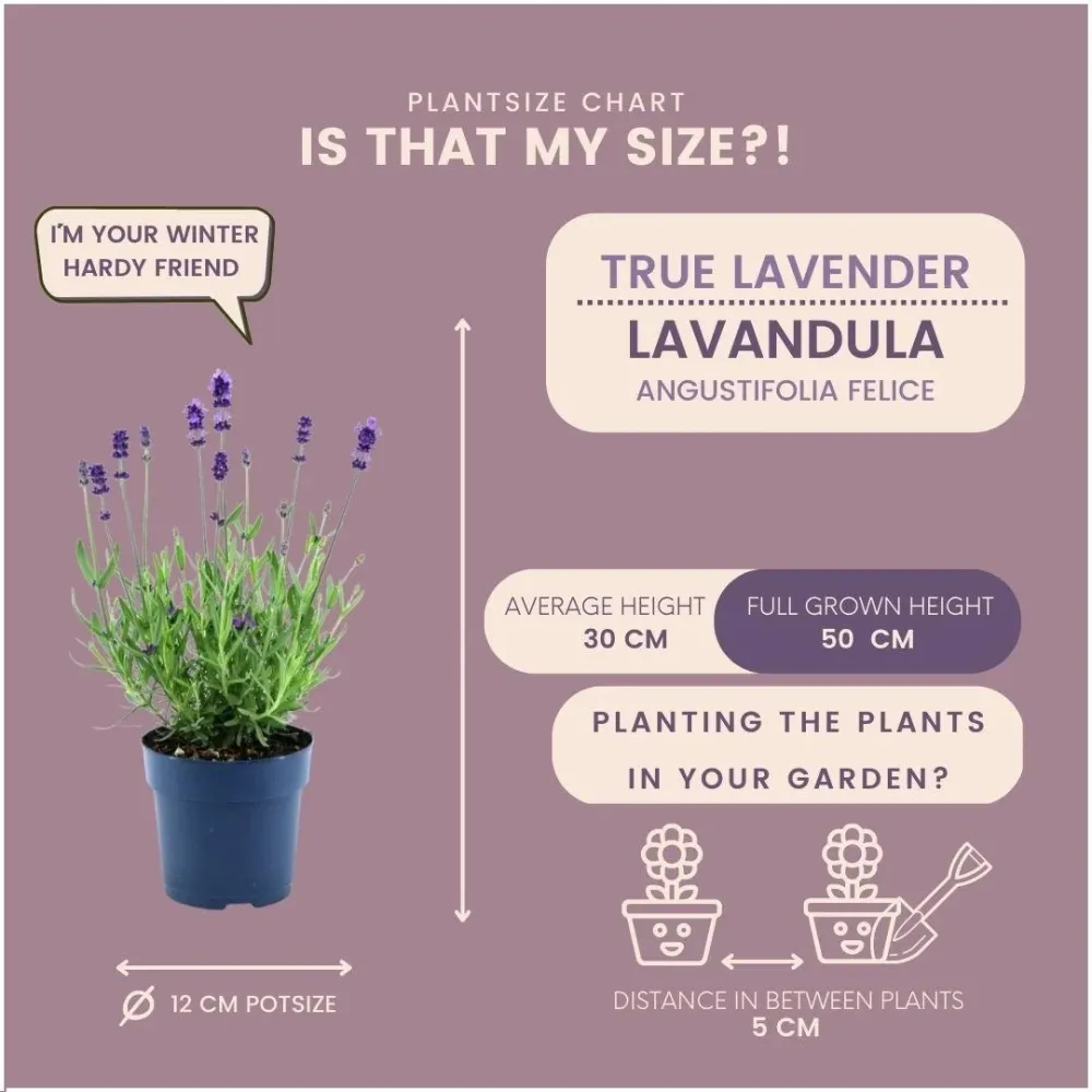 Set di 6 vasi di lavanda Anouk® - d12 cm - pianta da esterno