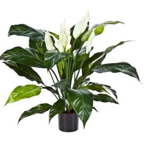 Spathiphyllum artificiale - Big-Luna | 73 cm