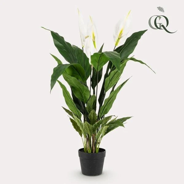 Spathiphyllum - fiore di luna artificiale