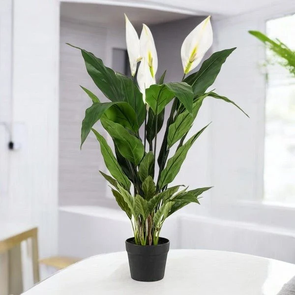 Spathiphyllum - fiore di luna artificiale