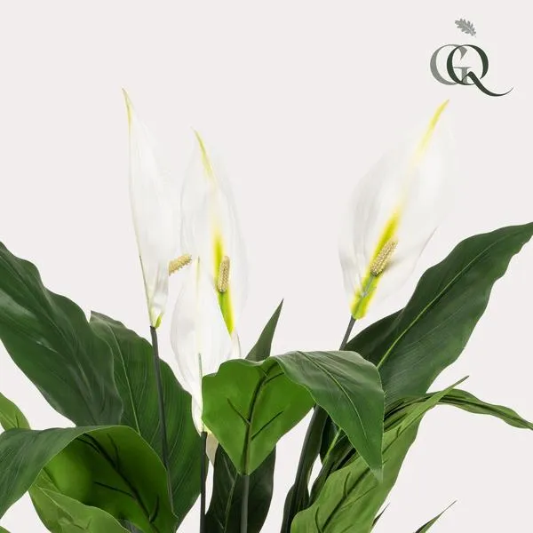 Spathiphyllum - fiore di luna artificiale