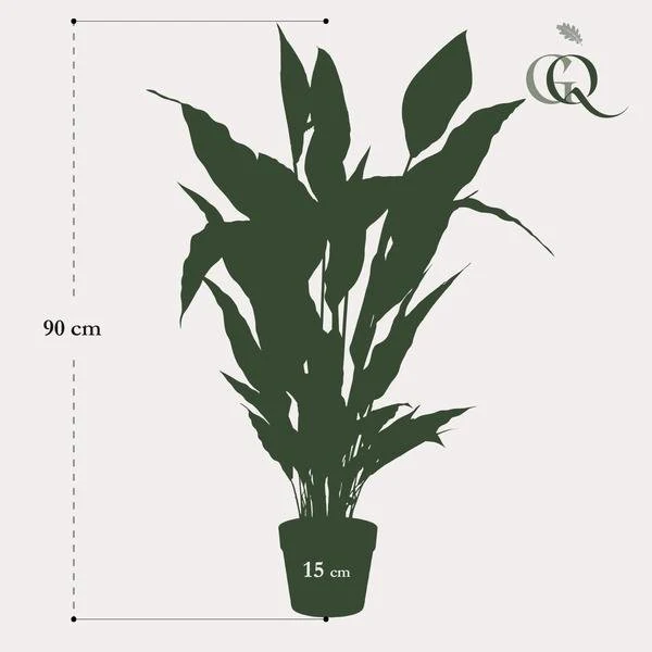 Spathiphyllum - fiore di luna artificiale