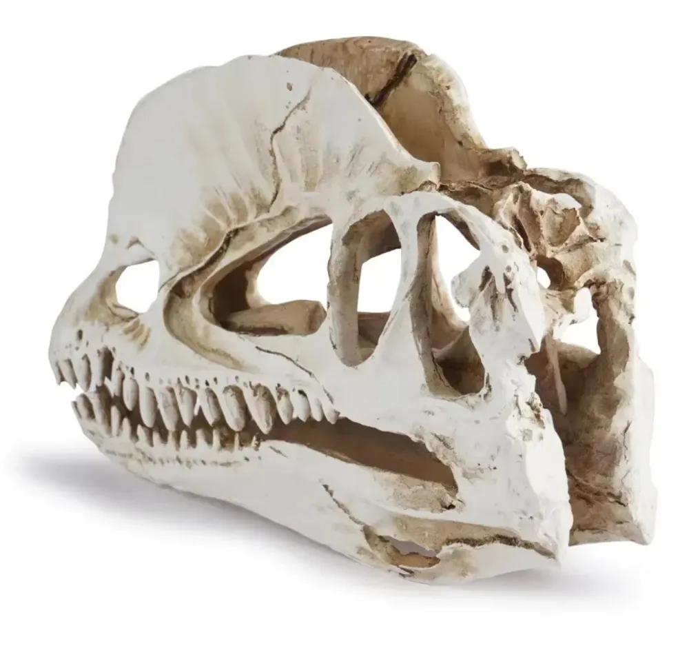 Statua teschio di dinosauro 12 cm