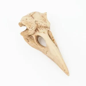 Statua teschio di uccello 4 cm