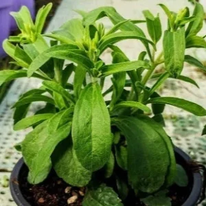 Stevia rebaudiana – Pianta dolcificante naturale zero calorie