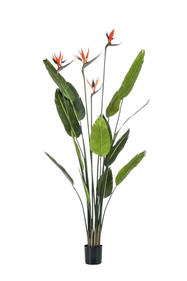 Strelitzia artificiale - Christian | 150 cm
