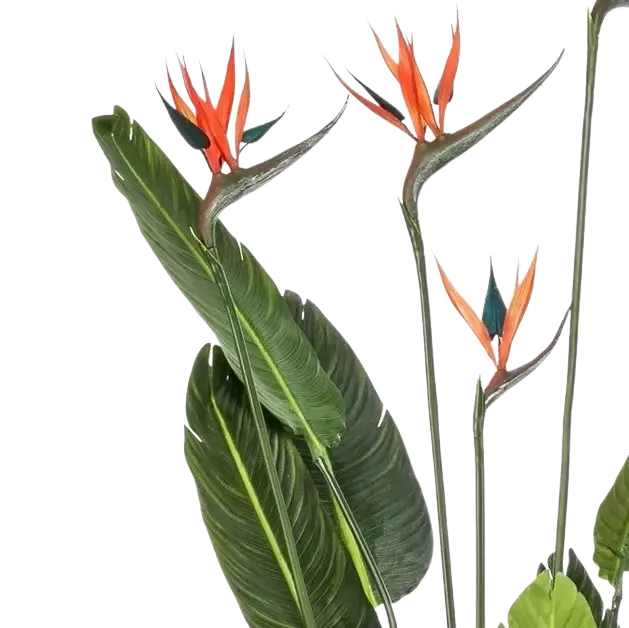 Strelitzia artificiale - Christian | 150 cm