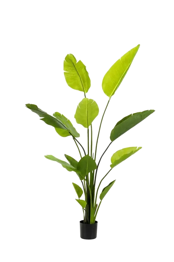 Strelitzia artificiale - Colin | 150 cm