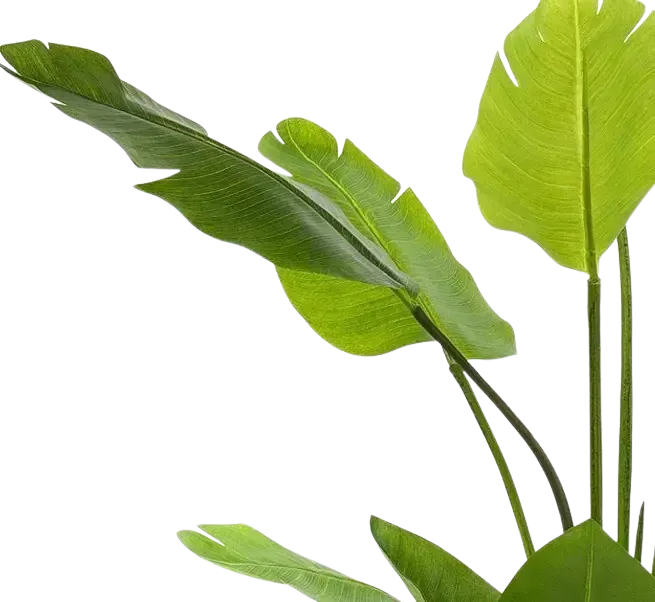 Strelitzia artificiale - Colin | 150 cm