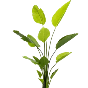 Strelitzia artificiale - Colin | 150 cm