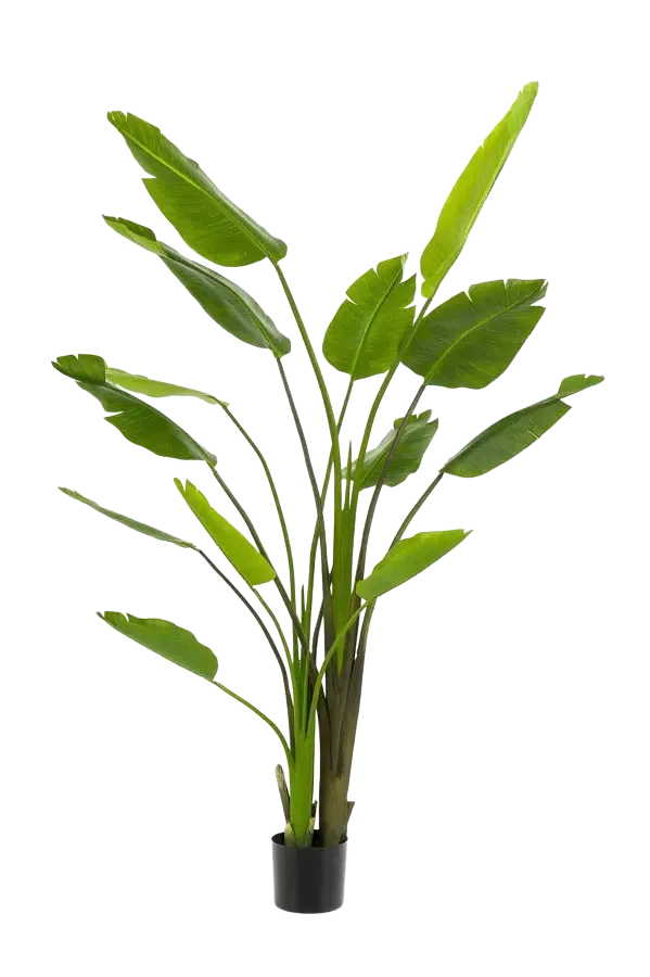 Strelitzia artificiale - Colin | 180 cm