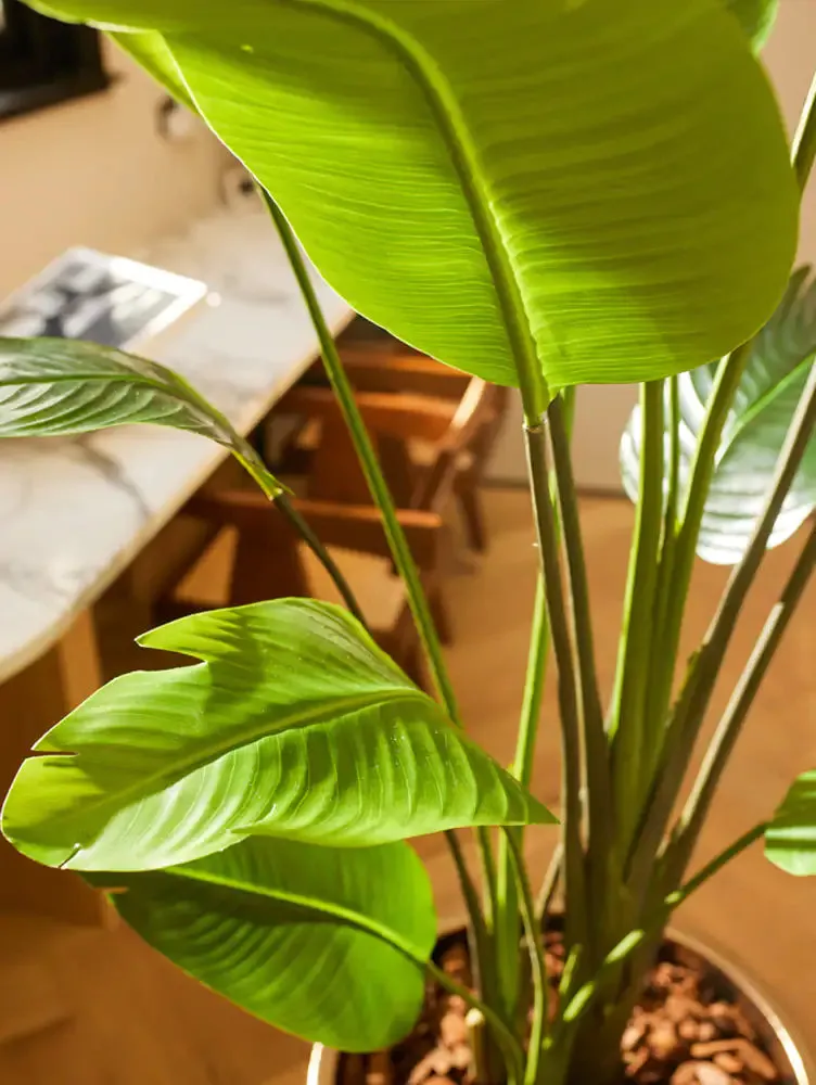 Strelitzia artificiale - Colin | 180 cm