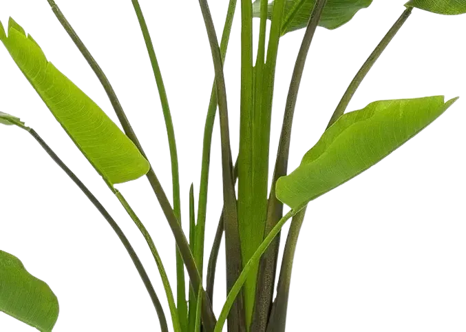 Strelitzia artificiale - Colin | 180 cm