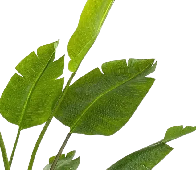 Strelitzia artificiale - Colin | 180 cm